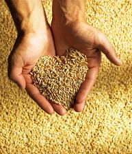 grain_in_hands.jpg